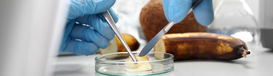 Food Engineering Division dissection of rotting banana