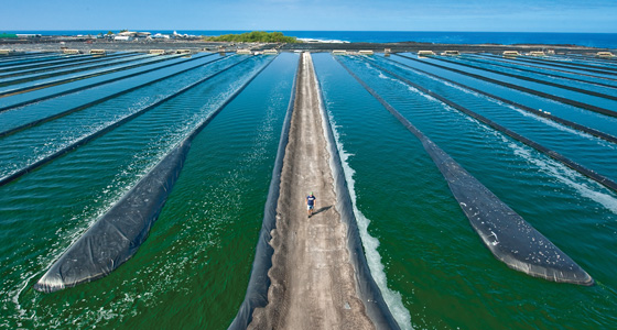 Hawaiian Spirulina microalgae culture ponds at Cyanotech Corporation on the Kona Coast of the Big Island of Hawaii.