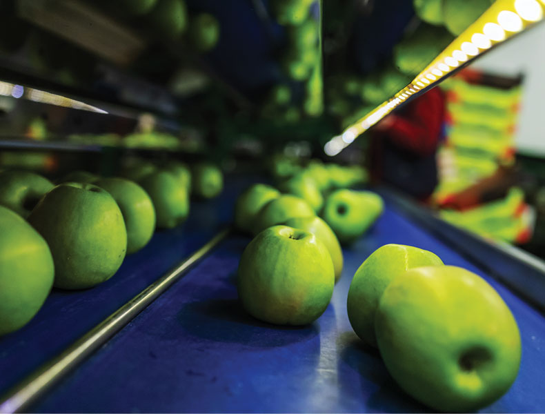 Transport of freshly harvested apples in a food factory for sale.