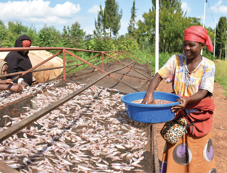 Preliminary drying of sambaza at Lake Kivu.
