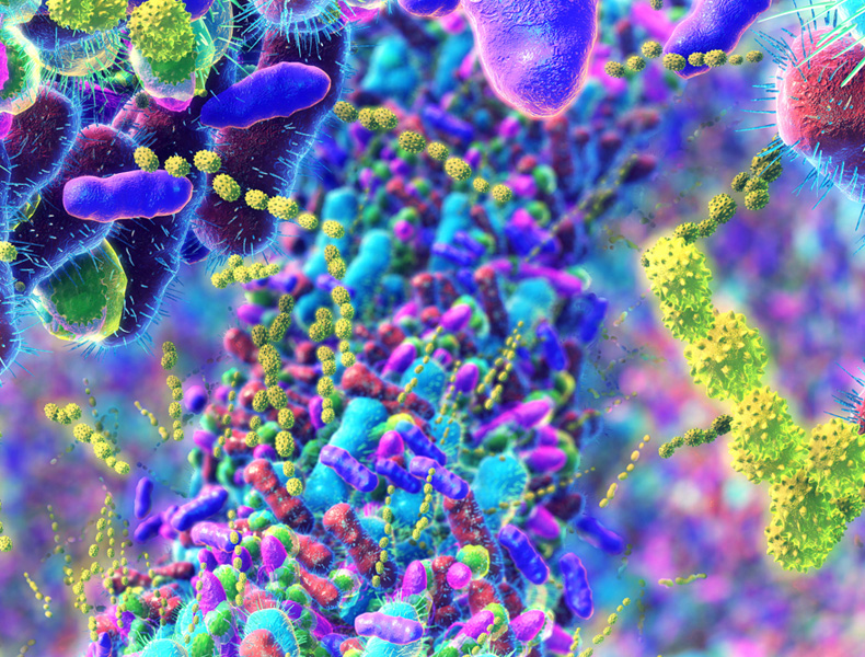 Bacteria in Human Intestine.