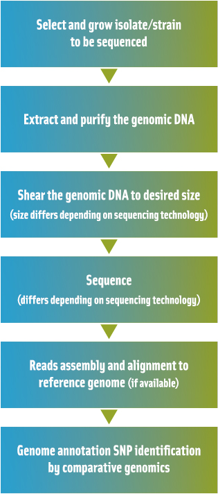 Figure 1. Generic diagram of the workflow for next-generation approaches to sequence the whole genome of a food-associated bacterial isolate.