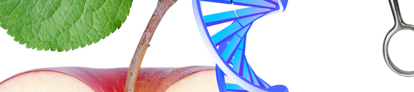 Tweaking Nature's Menu: Plant Genome Editing