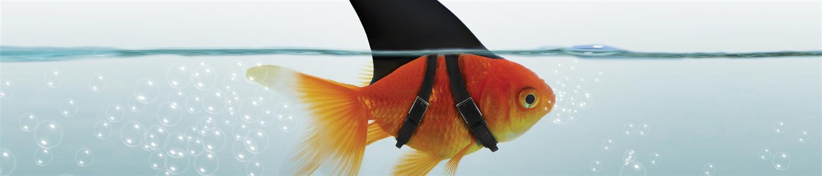 Accelerating Innovation