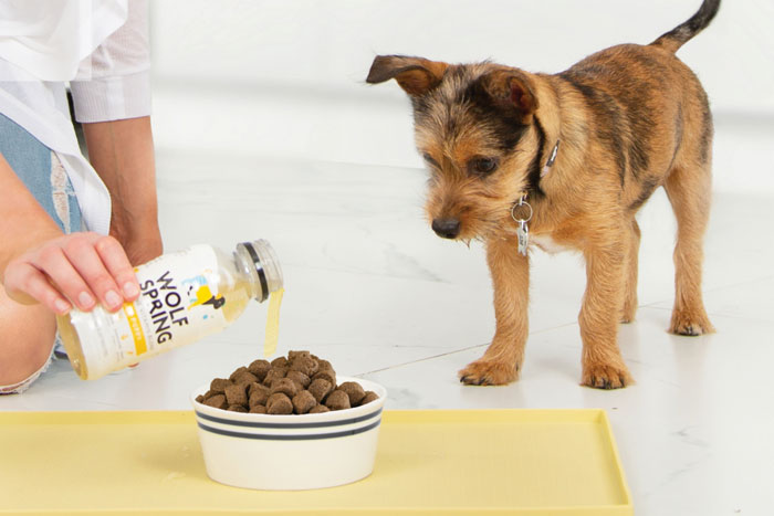 Dog looking at food in plate