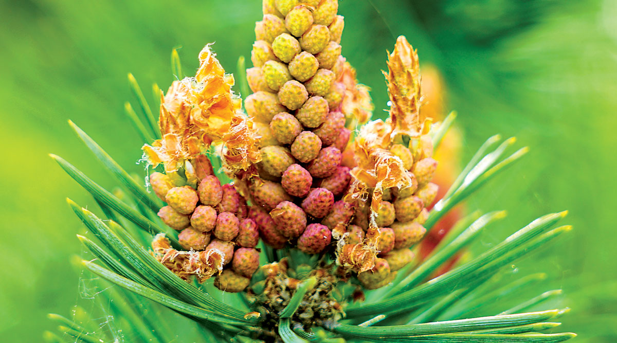 Pine flower on branch, flowering pine tree in spring.