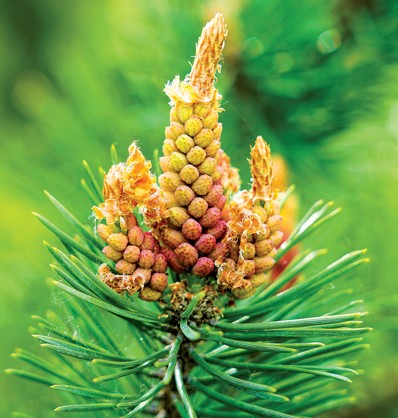 Pine flower on branch, flowering pine tree in spring.