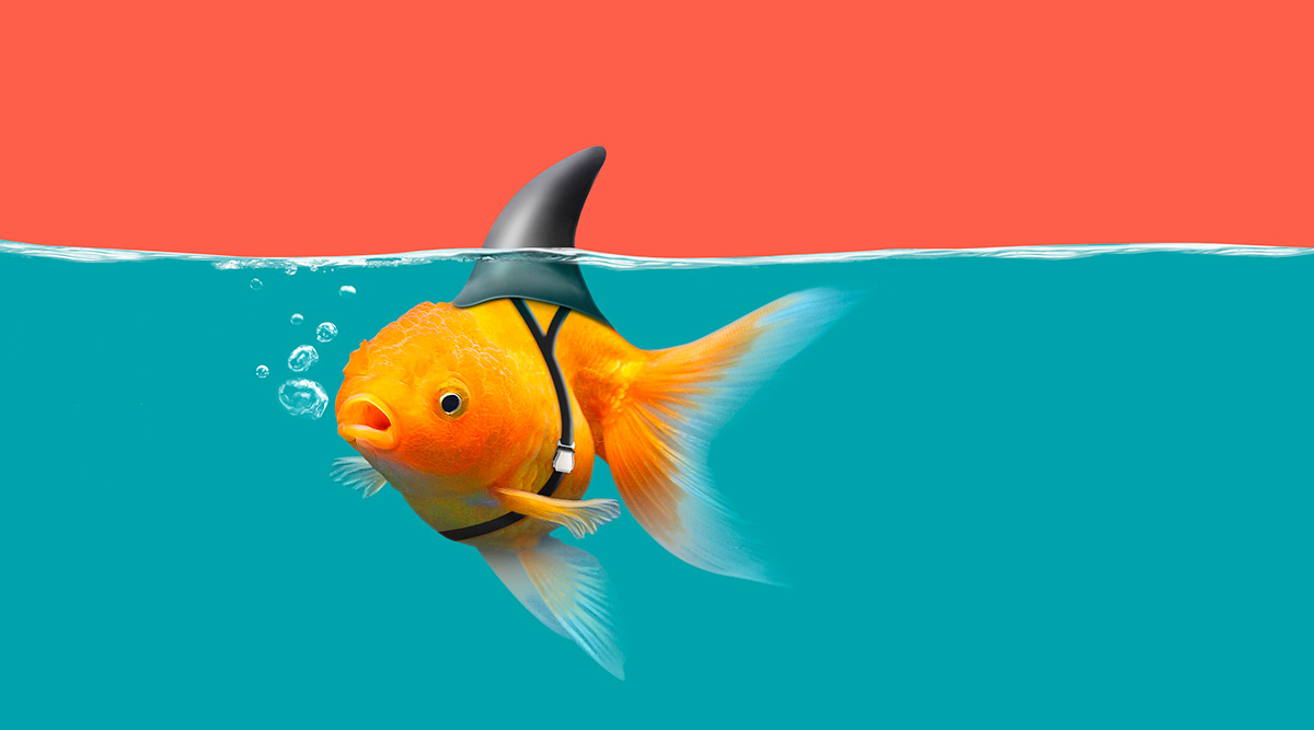 A goldfish swimming with a shark fin attached to it's head.