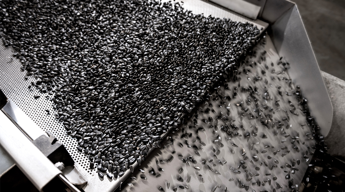 Image of sunflowers being processed