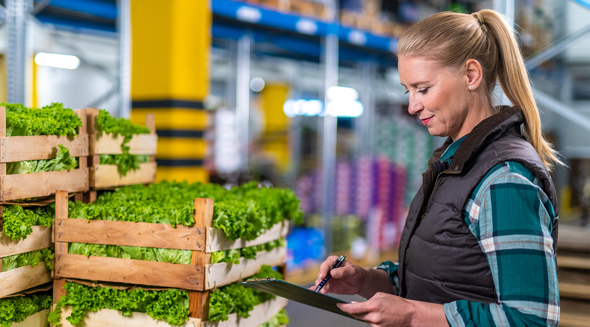 a supply chain worker inspects lettuce